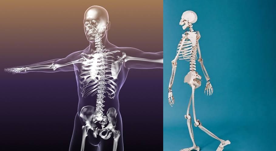 مصیبت سے بچانے کے لیے انسانی ہڈیوں کا نیا کردارسامنے آگیا۔سائنسدان حیران