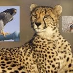 زمین پر موجود دُنیا کے 3 تیز ترین جاندار اور ان کی رفتار کا موازنہ