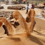SINDH GOVT SETS RS2200 PER 40KG WHEAT PRICE