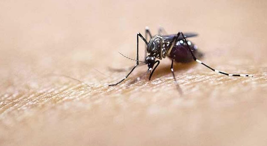 dengue