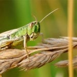 What is a locust