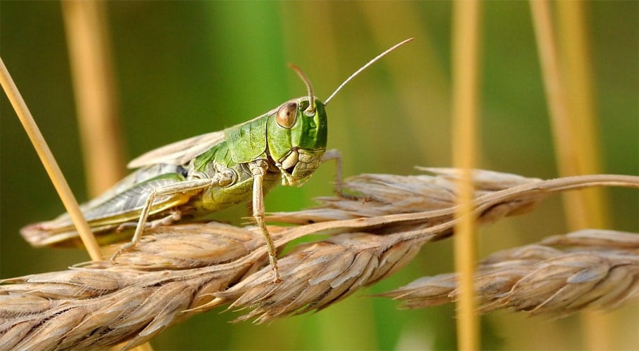 What is a locust