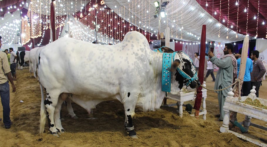Four cattle markets have been set up in Islamabad