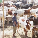 سپر ہائی وے کیٹل فارم میں ڈکیتی،100سے زائد مویشی لوٹ لئے گئے