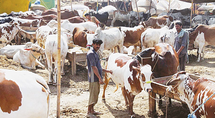 سپر ہائی وے کیٹل فارم میں ڈکیتی،100سے زائد مویشی لوٹ لئے گئے