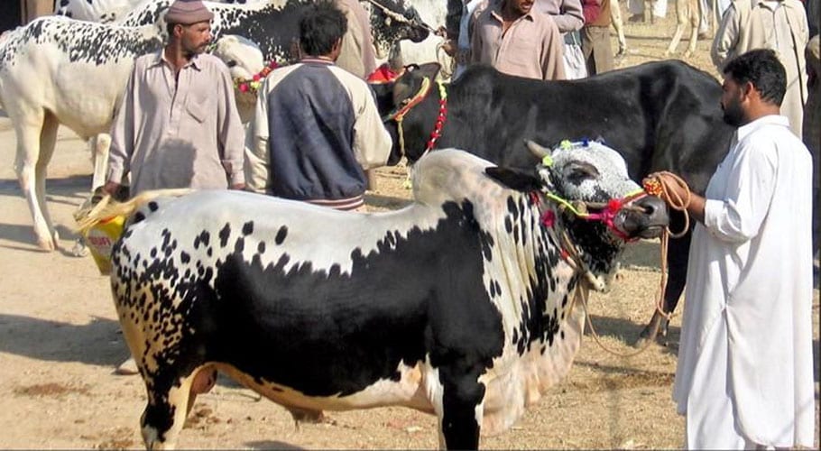 cattle markets in karachi