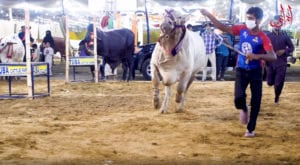 Follow SOPs at the Cattle Market