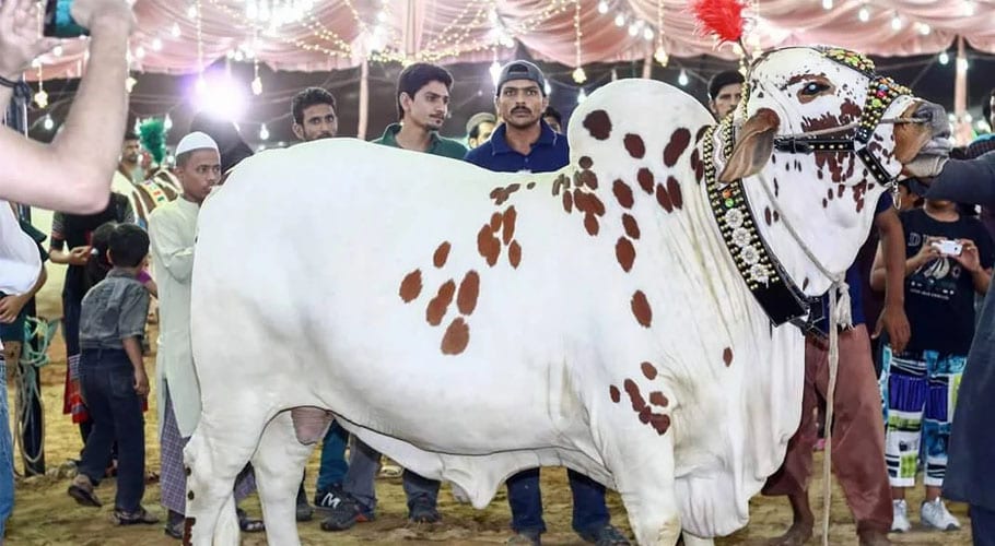 سپرہائی وے مویشی منڈی کی رونقیں بحال، کاروباراپنے عروج پرپہنچ گیا