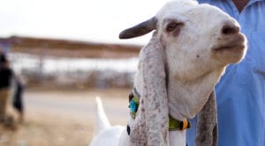 Most expensive goats at the mandi