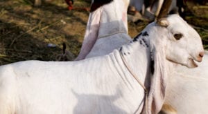 Most expensive goats at the mandi