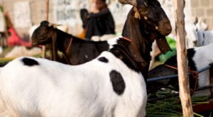 Most expensive goats at the mandi