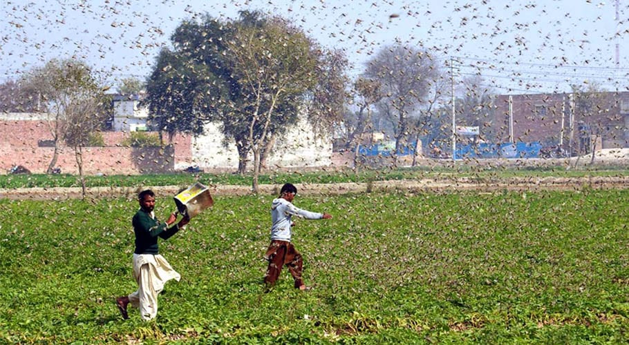 ٹڈی دل کے خلاف ملک بھر میں آپریشن جاری، 26 لاکھ 22 ہزار ایکڑ سے صفایا کردیا گیا