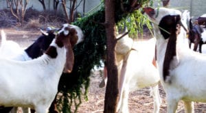 Most expensive goats at the mandi