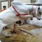 Eid ul Adha: Celebrating it in a responsible way