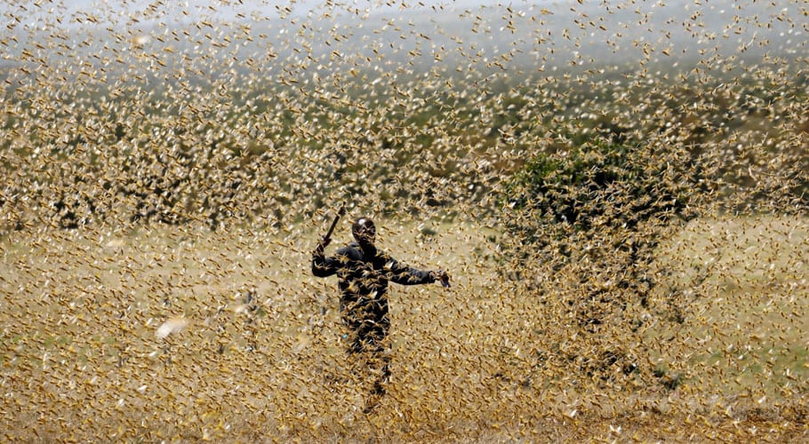 Swarms of desert locusts swoop down on Karachi