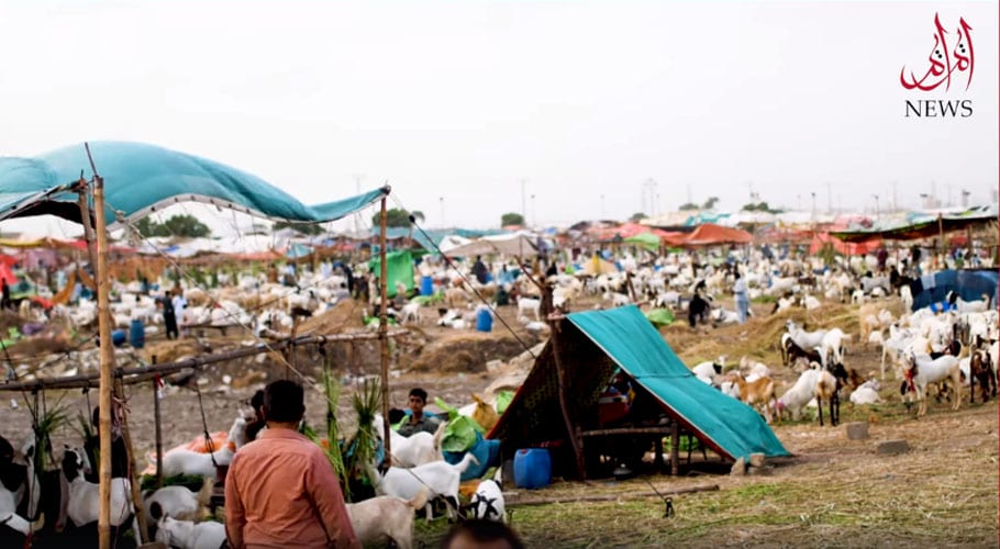 Follow SOPs at the Cattle Market