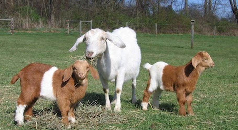 Most expensive goats at the mandi