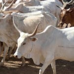 citizens turned to Sohrab Goth Cattle Market after arrival of new animals