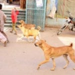 Karachi records 22296 dog bite cases in a year