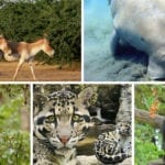Wildlife Conservation and Social Responsibility