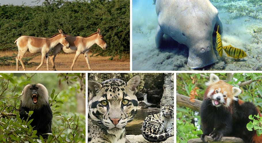 Wildlife Conservation and Social Responsibility