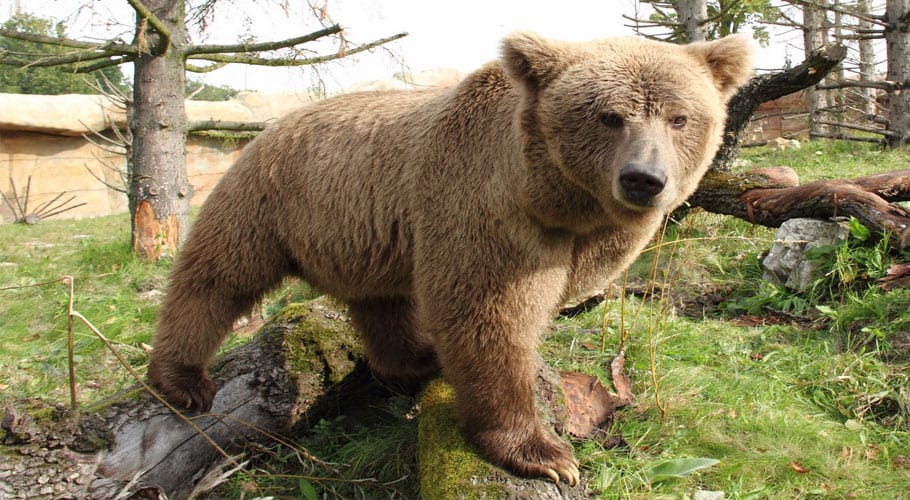 Brown bears attack Balakot villages