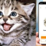MeowTalk: Alexa developer’s app to translate cat’s miaow