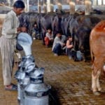 کے ایم سی سندھ حکومت کو بائیو گیس کیلئے بھینس کالونی کی 31 ایکڑ زمین دینے پر تیار