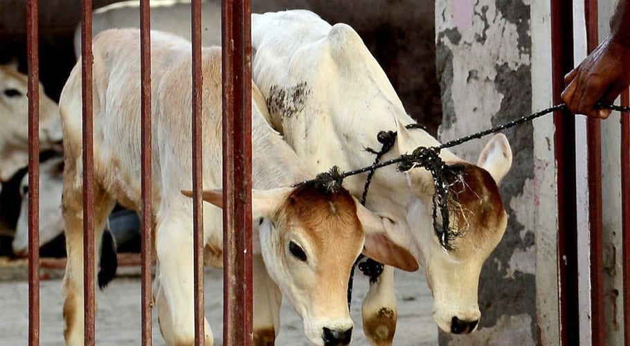 بھارت میں گائے کے ذبیحہ پر پابندی کا متنازع بل منظورکرلیا گیا