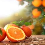 کورونا وبااور بڑھتی مہنگائی، کینو پروسیسنگ کی 100 فیکٹریاں بندہوگئیں