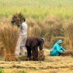 Sindh denies giving additional Rs 1100 billion to farmers