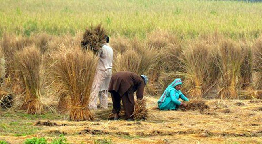 Sindh denies giving additional Rs 1100 billion to farmers