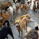کراچی میں کتوں کی تعداد 4 لاکھ سے تجاوز کر گئی، ہزاروں شہری سگ گزیدگی کا شکار