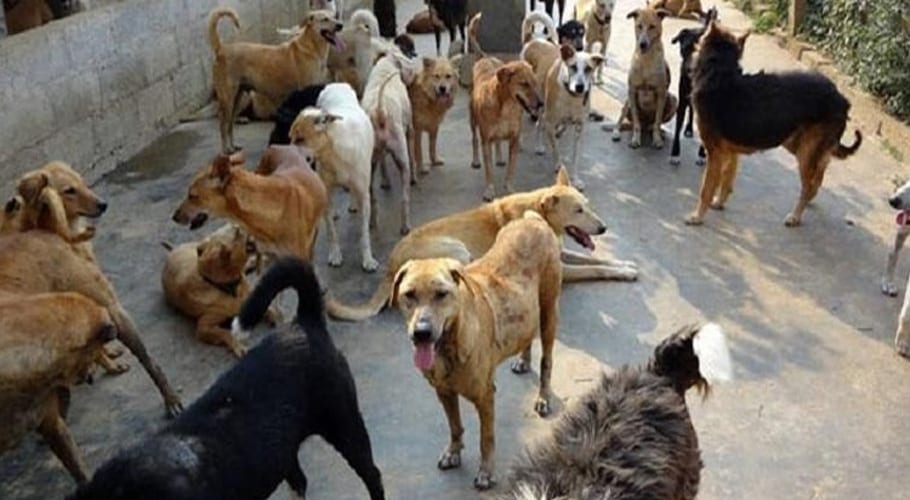 کراچی میں کتوں کی تعداد 4 لاکھ سے تجاوز کر گئی، ہزاروں شہری سگ گزیدگی کا شکار