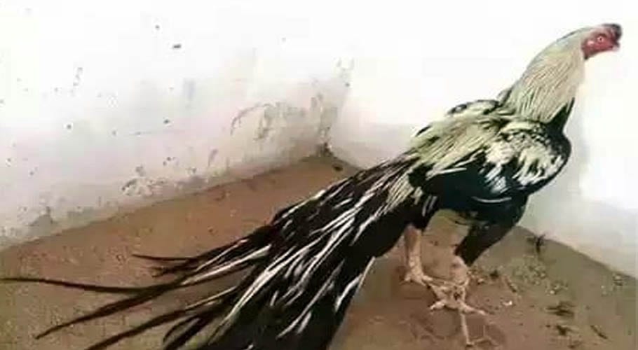 لڑائی کیلئے تیار کیے گئے مرغے نے اپنے مالک کی ہی جان لے لی