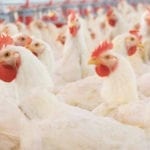 chicken price in karachi