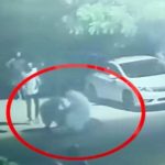 پالتو شیر نے بچے کو دبوچ کر شدید زخمی، ویڈیو وائرل ہوگئی