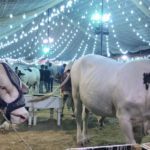 کراچی، سپر ہائی وے پر ایشیا کی سب سے بڑی مویشی منڈی سج گئی