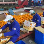 Pakistan sets new record for Orange exports