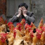 چین میں برڈ فلو کی نئی قسم پنجے گاڑنے کیلئے تیار، پہلا انسانی کیس رپورٹ