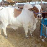 Corona vaccination is mandatory for cattle