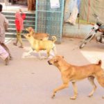 دنیا کا ایسا گاؤں جہاں گلی کے آوارہ کتے کروڑوں روپے کی زمین کے مالک ہیں