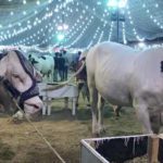 کراچی،عوام کابڑا مسئلہ حل،ایشیا کی سب سے بڑی مویشی منڈی میں مفت پاسزکااجراشروع