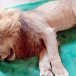 کراچی چڑیا گھر کا ببر شیر اپنی طبعی عمر پوری ہونے پر انتقال کر گیا