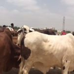 کراچی، ایشیاکی سب سے بڑی مویشی منڈی کیلئے قربانی کے جانوروں کاپہلاٹرک پہنچ گیا