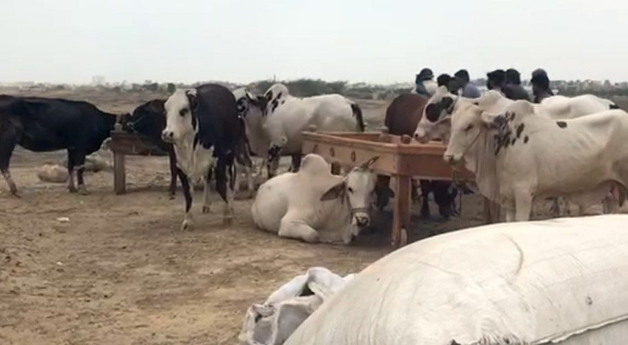 کراچی، ایشیاکی سب سے بڑی مویشی منڈی کیلئے قربانی کے جانوروں کاپہلاٹرک پہنچ گیا