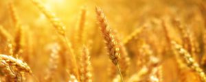 عالمی سطح پر گندم کی قیمت میں کمی، پاکستان کو 40لاکھ ٹن درآمد پر 9 ارب کی بچت ہوگی