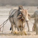 Sindh government announces to give People's Card to small farmers