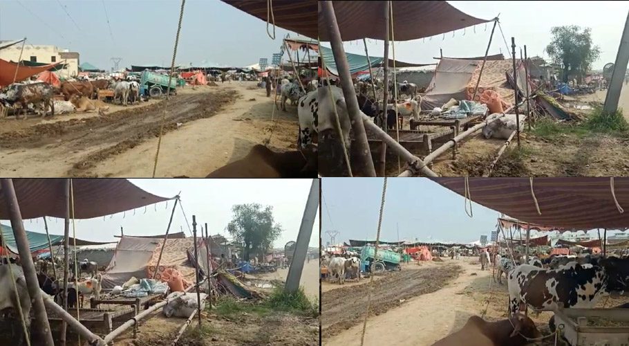 وفاقی دارالحکومت میں مویشی منڈی سج گئی، سہولیات کی عدم دستیابی پر بیوپاری پھٹ پڑے