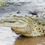 Crocodile swallows 4-year-old girl in Sukkur